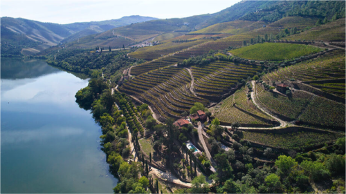 Le groupe Roullier reprend deux vignobles au Portugal      - Agence API