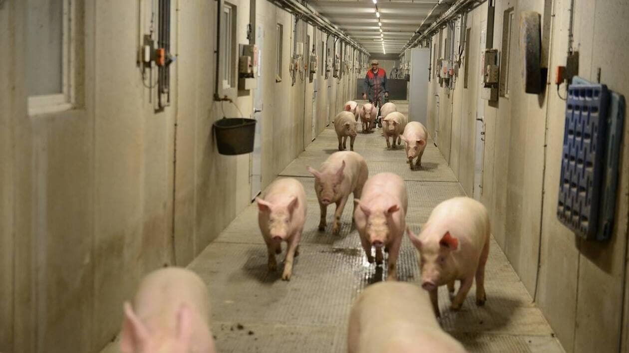 Le marché du porc se stabilise en France