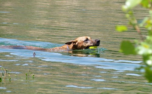 Tous les chiens savent nager : vrai ou faux ?