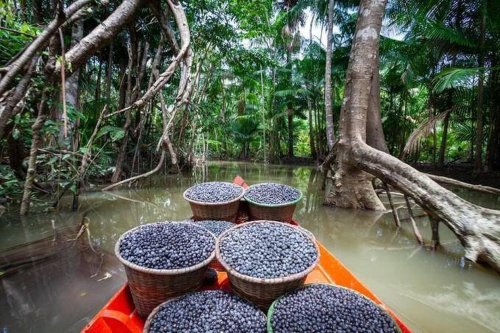 Qu’est-ce que l’açaï, ce superfruit amazonien prisé du monde entier dont la culture fait polémique ? - Edition du soir Ouest-France - 26/05/2023