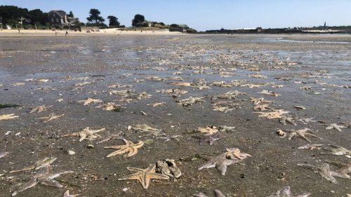 Pourquoi des étoiles de mer par centaines sur la plage de Toulhars, à Larmor-Plage ?