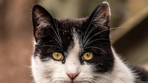 Le trafiquant qui livrait la drogue en prison était… un chat