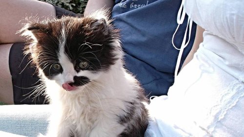 « Cette chatte est vraiment coriace » : il parcourt 400 km avec un chaton coincé sous sa voiture