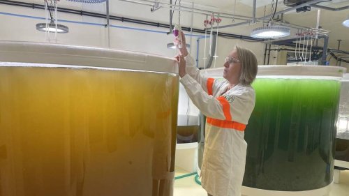 À l’Île-Grande, Givaudan explore les richesses marines au service de la cosmétique