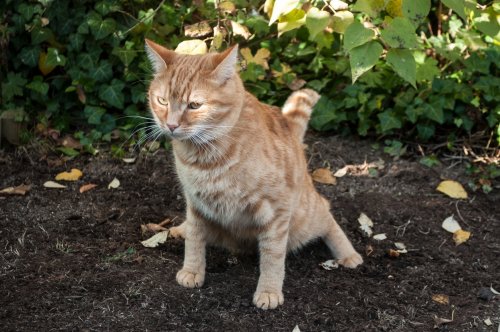 Vous en avez marre des chats des voisins dans votre jardin ? Ces répulsifs naturels mettent fin au problème une fois pour toutes