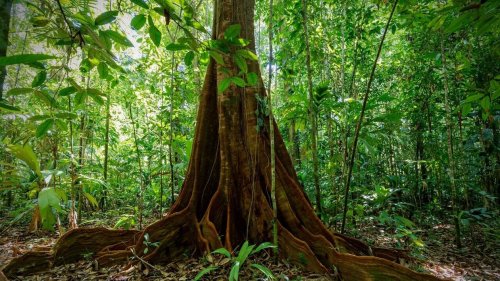 « Le monde secret des forêts » sur France 5, une ode à nos écosystèmes