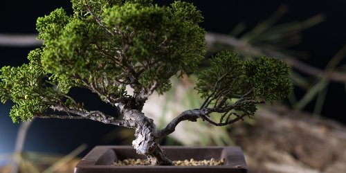 Comment rempoter un bonsaï : 9 conseils faciles à suivre impérativement !