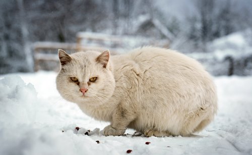 Chats errants : comment les aider pendant l'hiver ?