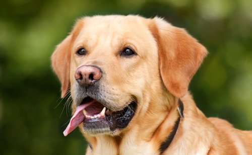 Labrador retriever : caractère, éducation, santé, prix | Race de chien