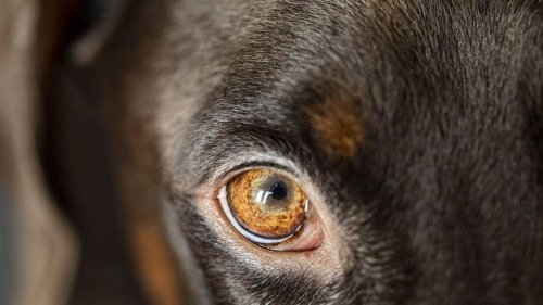 Enfermés sans eau ni nourriture, trois chiens à l’agonie sauvés grâce à une voisine à Lyon