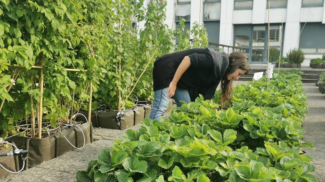 Trois jours pour mettre en valeur les acteurs de l’agriculture urbaine à Angers