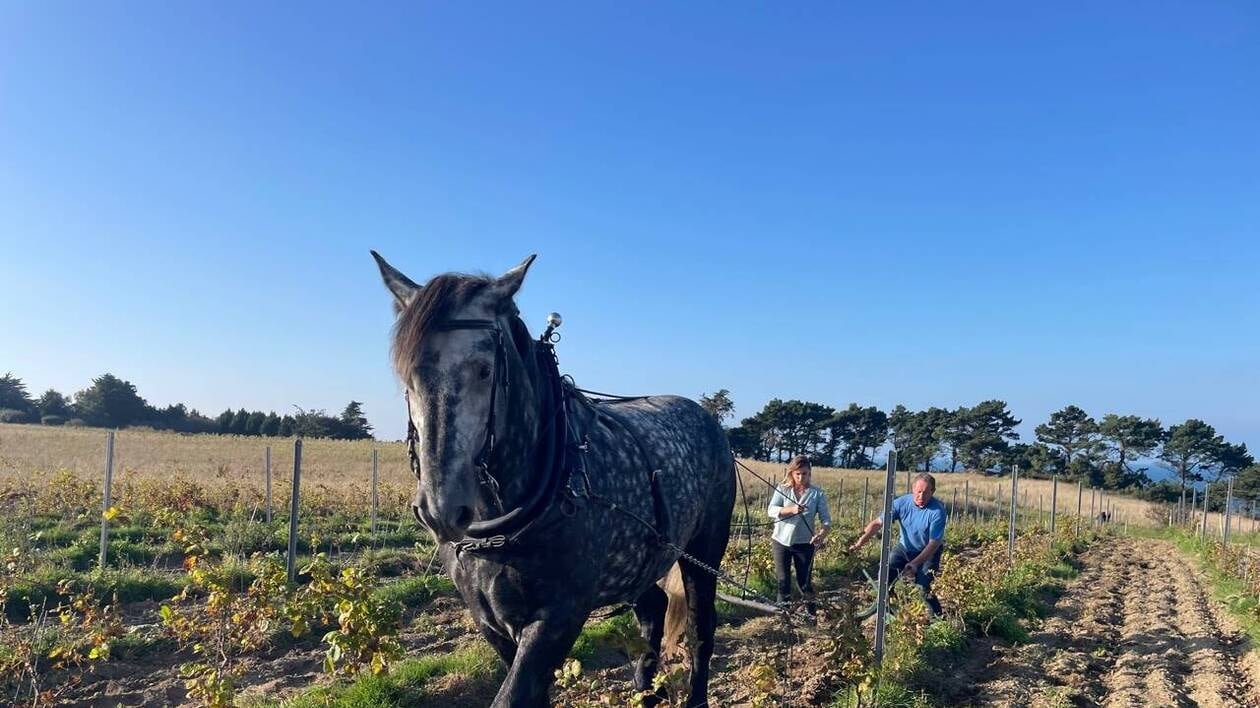 À Saint-Malo, le cheval de trait devient le meilleur allié des vignerons