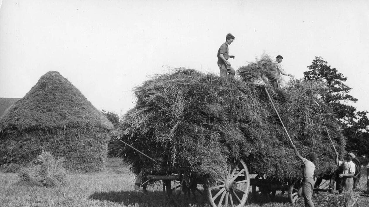 Vaches, foins, moisson… « C’était les vacances de mon enfance et nous n’étions pas malheureux »