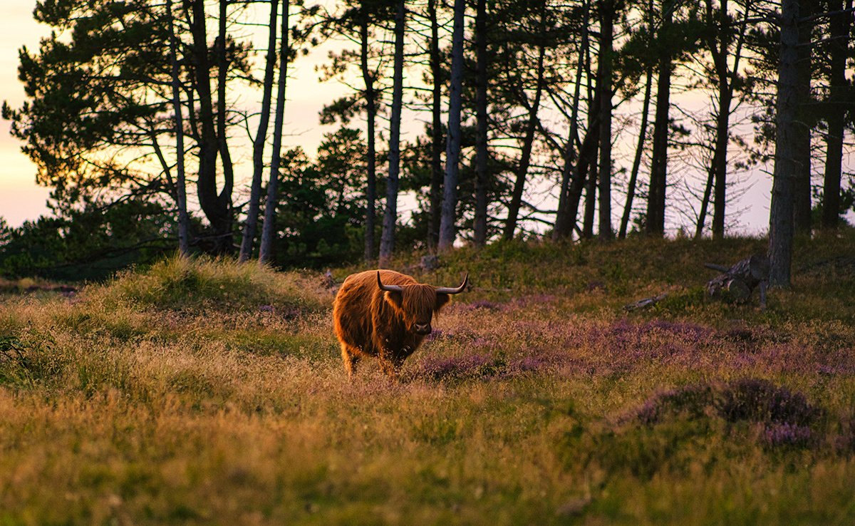 Existe-t-il des vaches sauvages, non domestiquées ?
