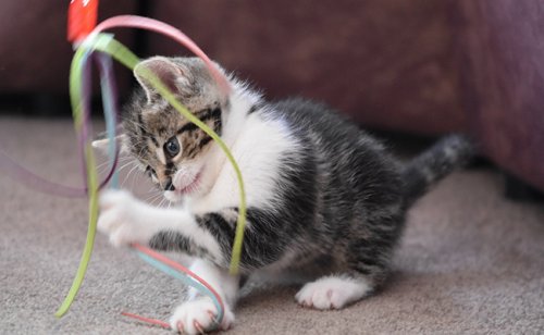 9 jeux d'appartement pour que votre chat ne s'ennuie plus !