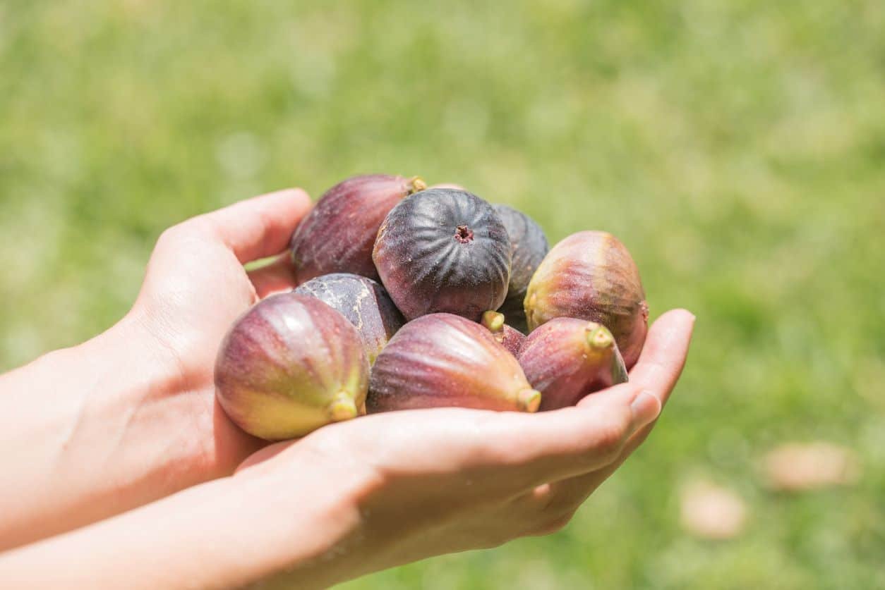Doublez votre récolte de figues grâce à cet engrais maison à utiliser dès maintenant !