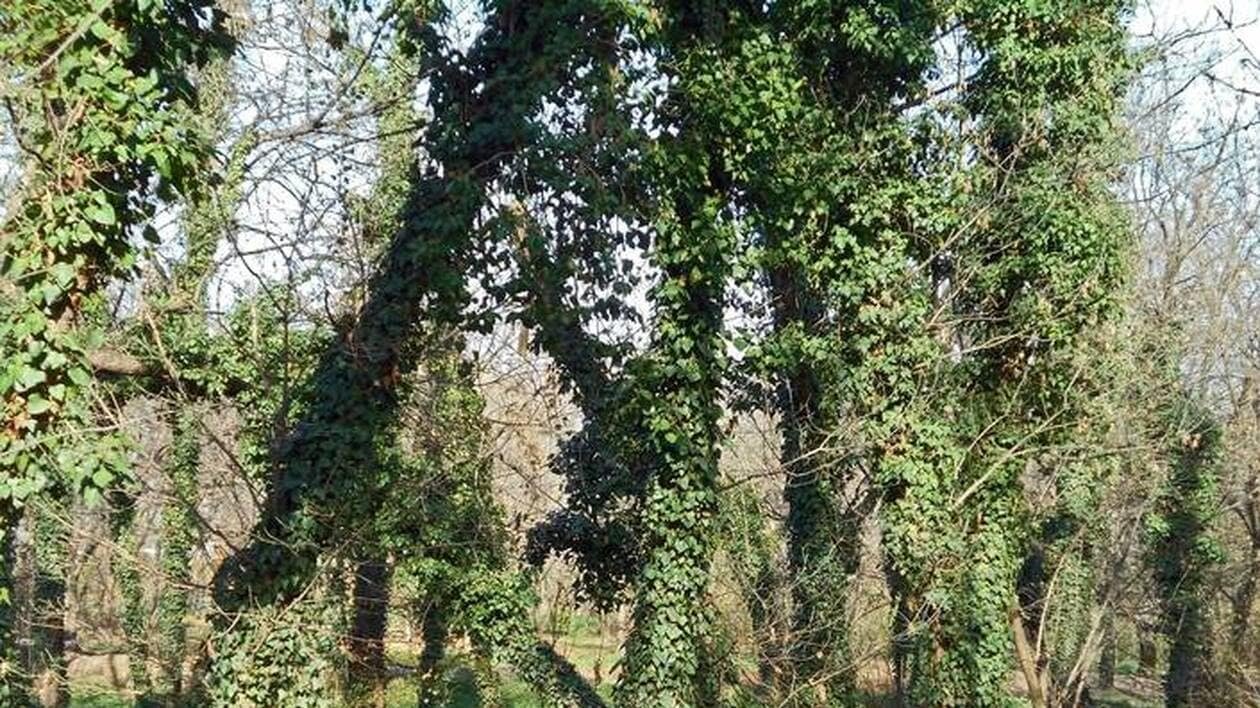 Nature : « Le lierre envahit les arbres de notre bocage et ça m’inquiète »
