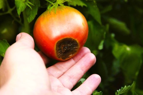 Contre le mildiou et le cul noir, ouvrez votre frigo : cet ingrédient naturel fait des merveilles sur vos tomates