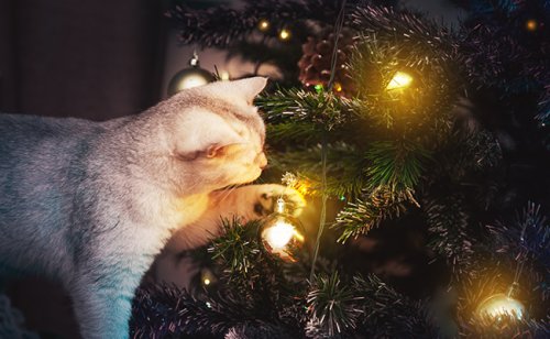 Comment sauver son sapin de Noël des griffes du chat ? 8 astuces !