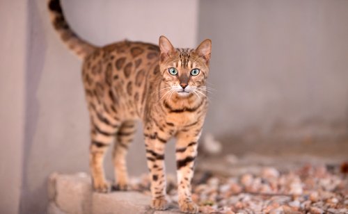 7 préjugés sur le Bengal : mythes, réalités et idées reçues !