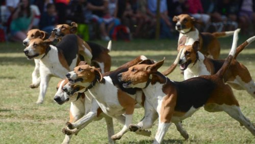 VIDÉO. La meute de chiens de chasse dévore deux chats : panique dans un lotissement près de Rennes