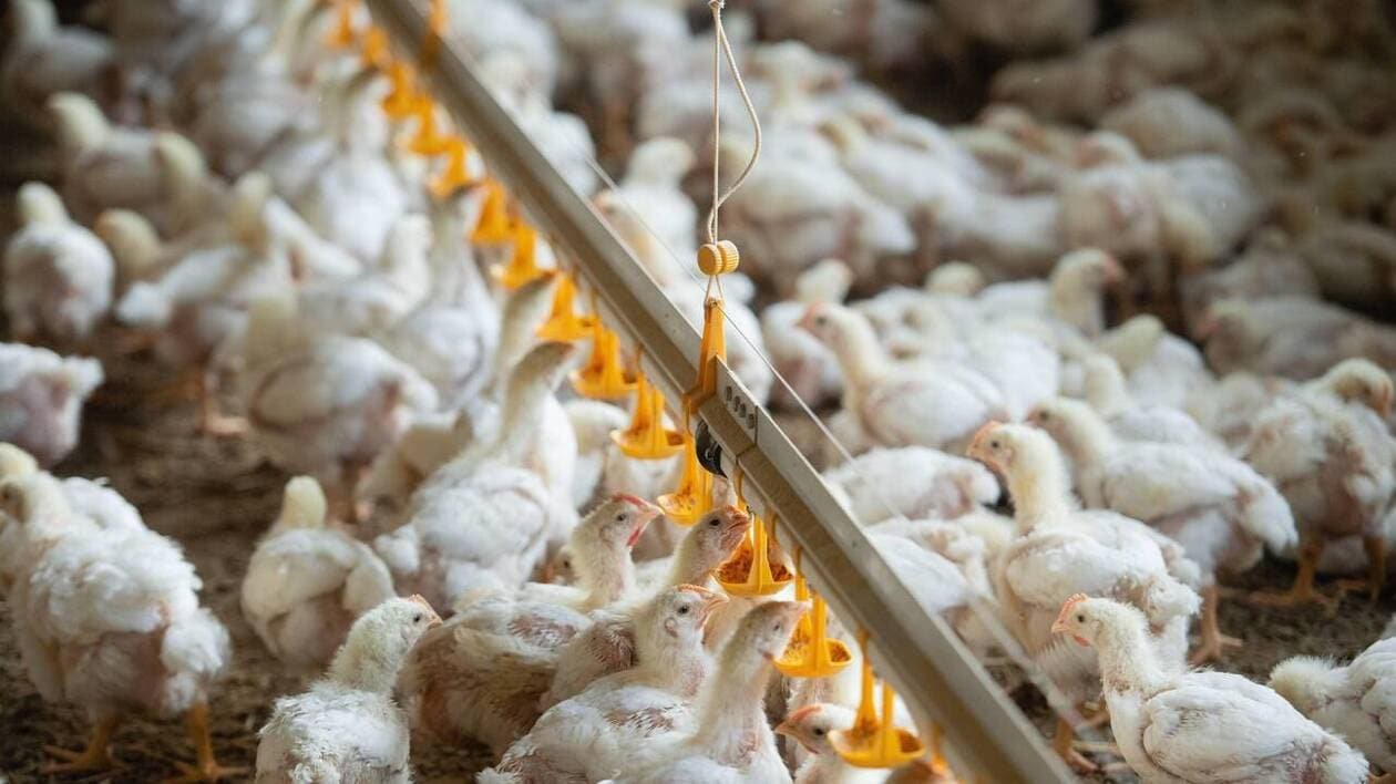 LDC, leader français de la volaille, appliquera dès 2026 un programme pour le bien-être animal