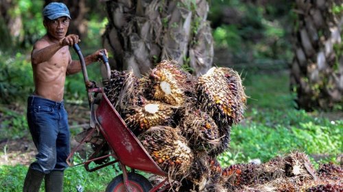 En Indonésie, la forêt utilisée pour cacher le méchant palmier