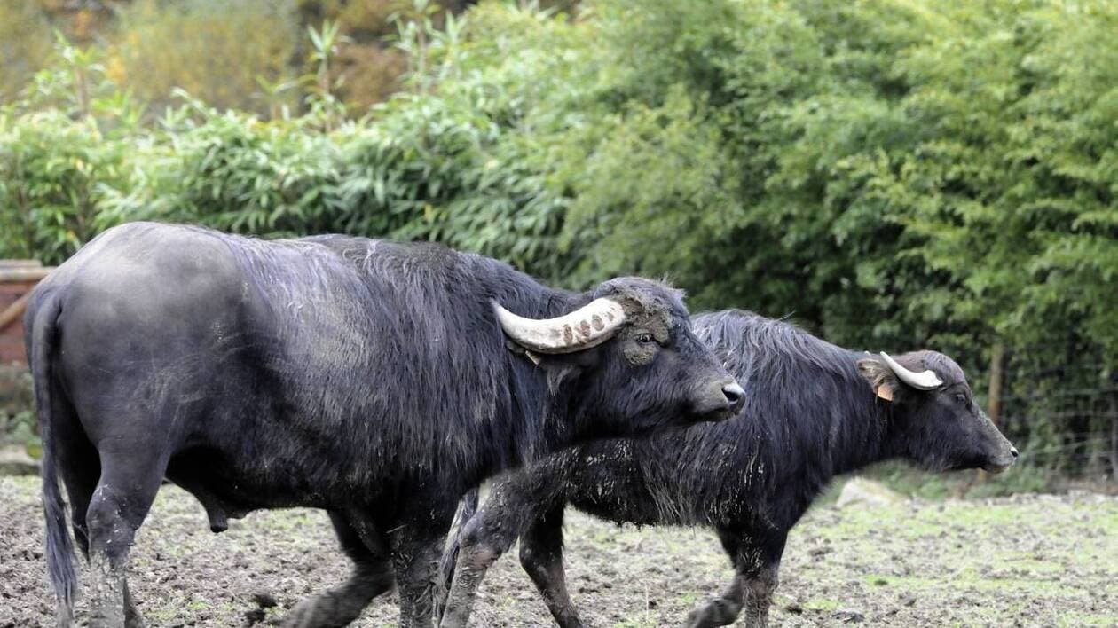 Un Américain achète deux buffles aux enchères, ses bêtes l’attaquent et le tuent
