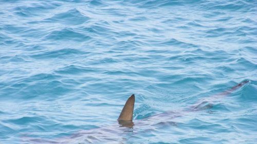 Un aileron surgit à la surface, deux plages du Nord évacuées : « Sortez immédiatement de l’eau »