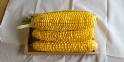 Maïs doux : semis, culture, entretien et récolte