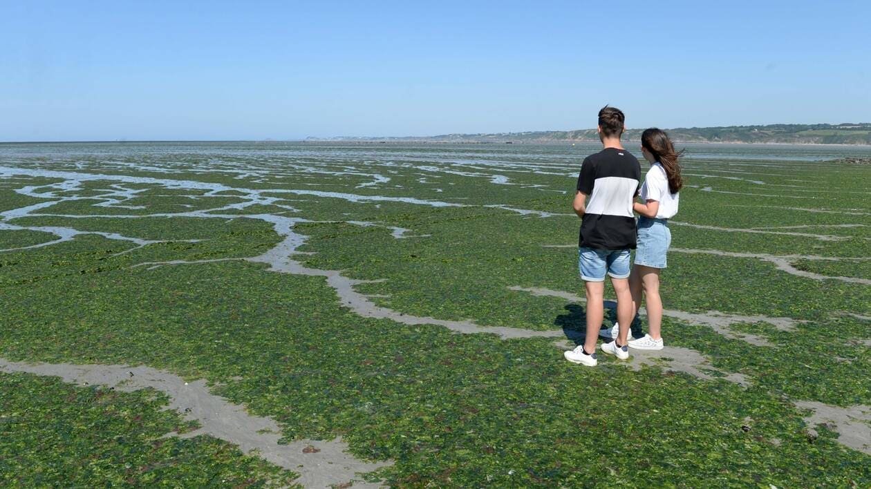 RÉCIT. Les algues vertes en Bretagne, 50 ans d’inquiétudes, de doutes et de luttes