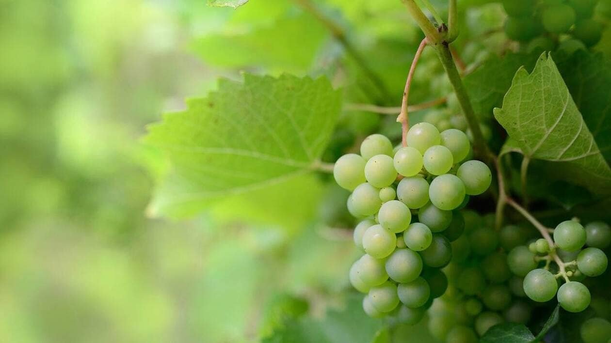 « La vigne était toute sa vie » : un viticulteur du Jura meurt dans un accident avant les vendanges
