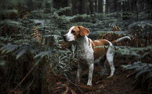 Instinct de chasse chez le chien : ce qu’il faut savoir !