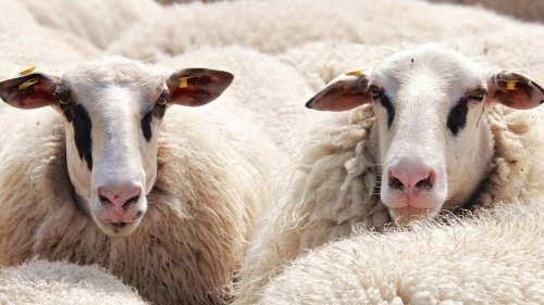 « Un carnage » : un éleveur retrouve quatorze de ses moutons égorgés en Seine-et-Marne