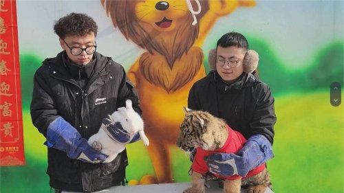 Chine. Pour le Nouvel an, un zoo organise une passation entre un lapin et un tigre, ça vire au drame