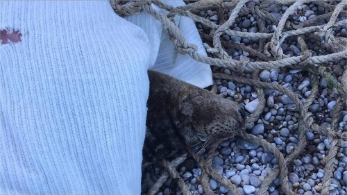 Un phoque retrouvé en détresse à Étretat, une association se mobilise pour tenter de le sauver