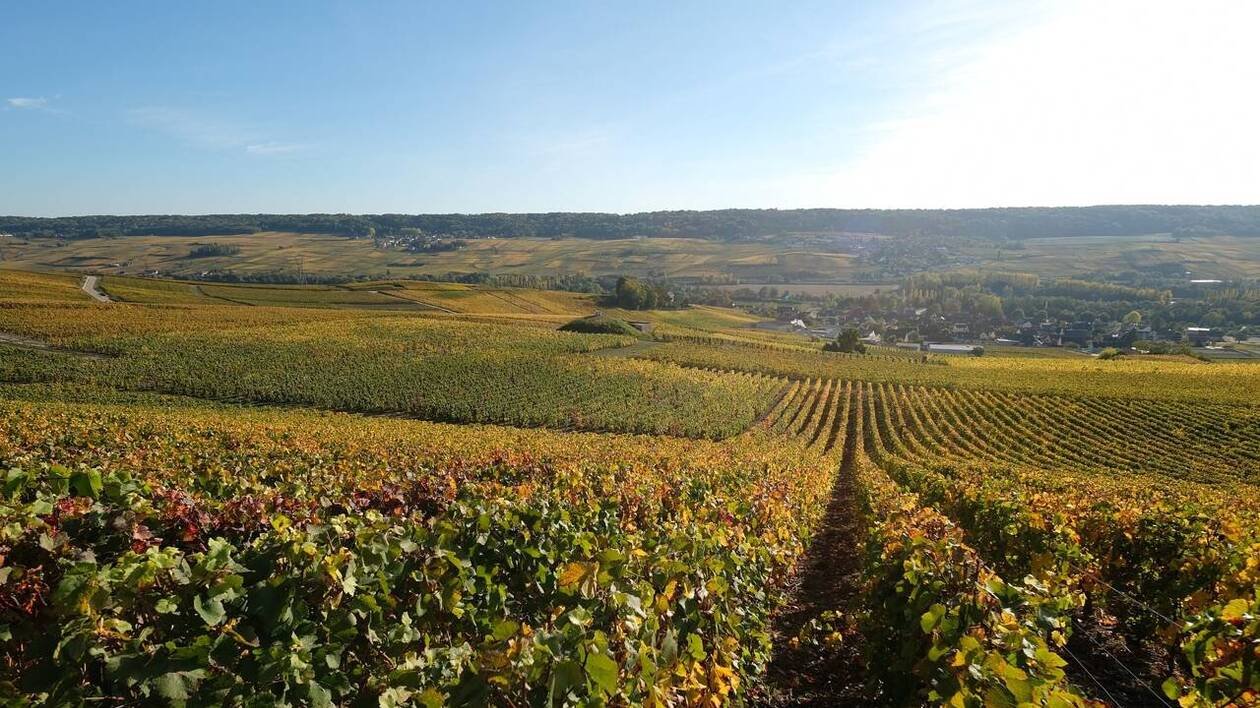 « C’est encore un, un de trop » : un viticulteur de 37 ans met fin à ses jours en Gironde