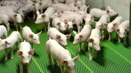 Des exportations d’animaux d’élevage trop « bas de gamme », accusent des ONG