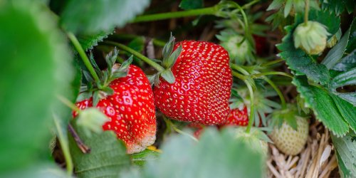 Quelles variétés de fraisiers planter au jardin pour avoir les meilleures fraises ?