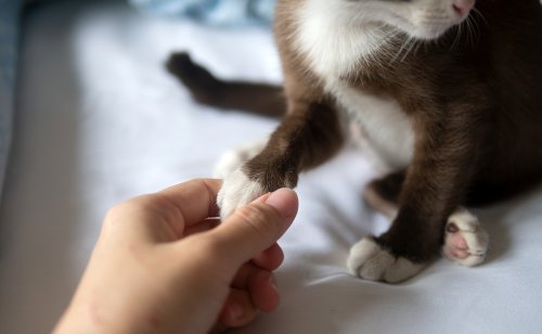 Mon chat perd ses griffes : pourquoi ? Est-ce grave ?