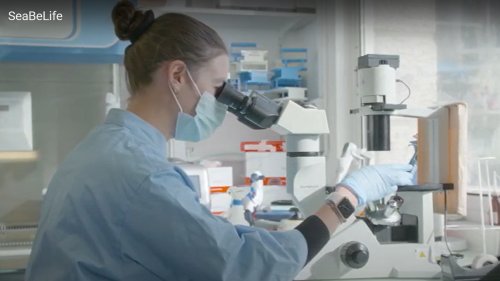 Une nouvelle levée de fonds d’1 M€ pour SeaBeLife Biotech - Agence API