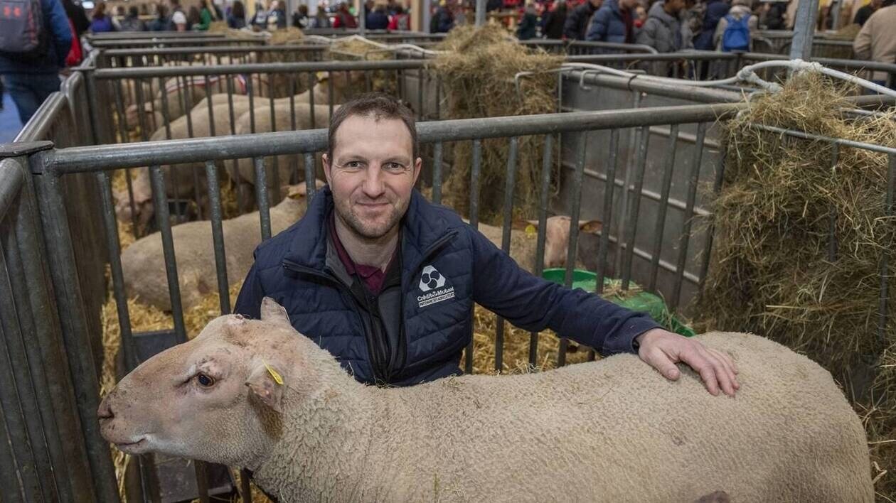 Fièvre catarrhale ovine, grippe aviaire, maladie hémorragique épizootique : l’élevage sous pression