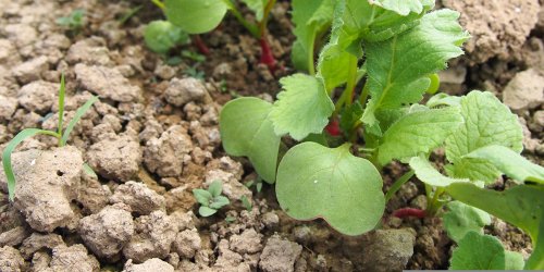 Mes radis ne grossissent pas : pourquoi ? Comment régler le problème ?