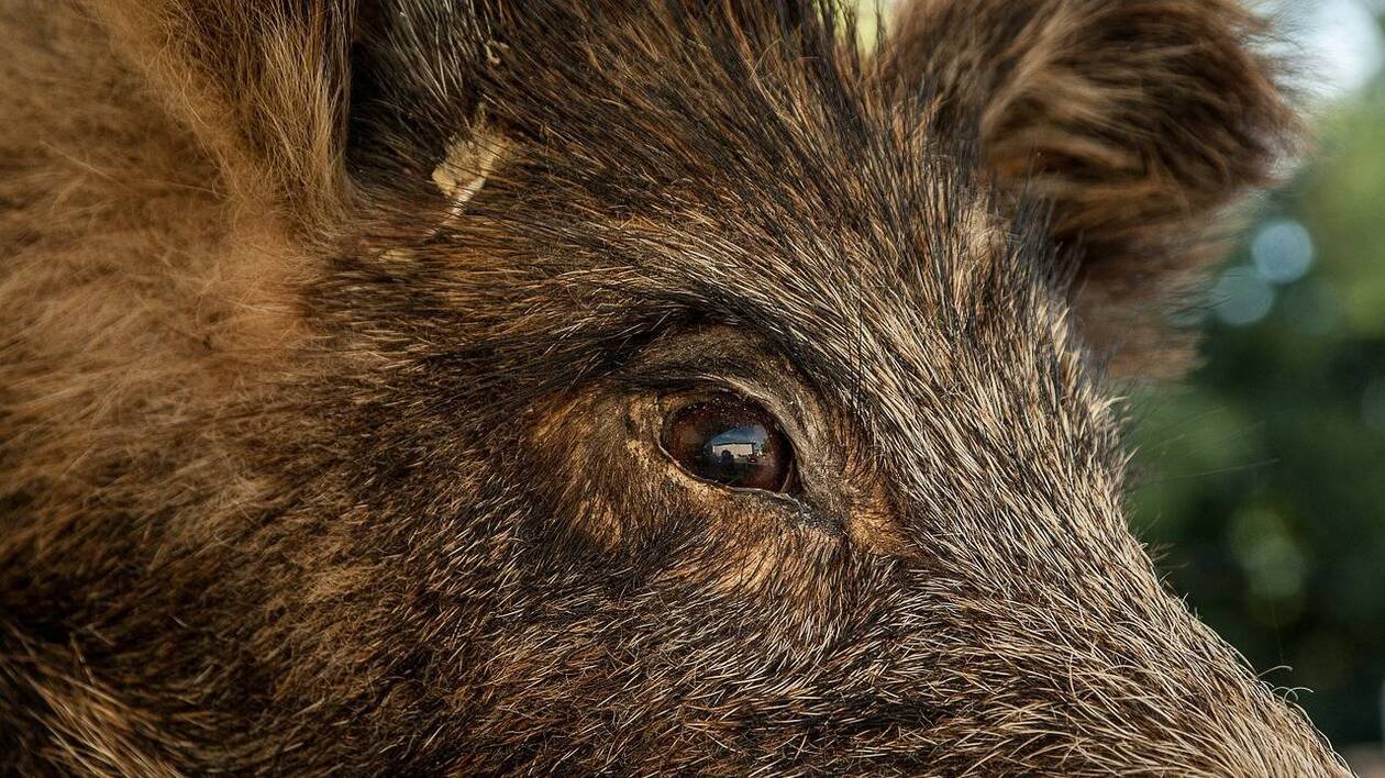 Une maire condamnée pour avoir piégé des sangliers sur son exploitation de châtaignes