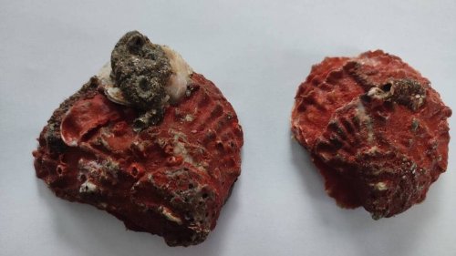 Deux mystérieuses huîtres rouges trouvées par un pêcheur à pied en baie du Mont-Saint-Michel