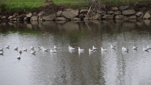 Des mouettes rieuses victimes de la grippe aviaire en Mayenne