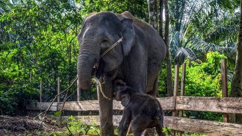 Une mère éléphant tente de pousser un camion pour secourir son petit en Malaisie