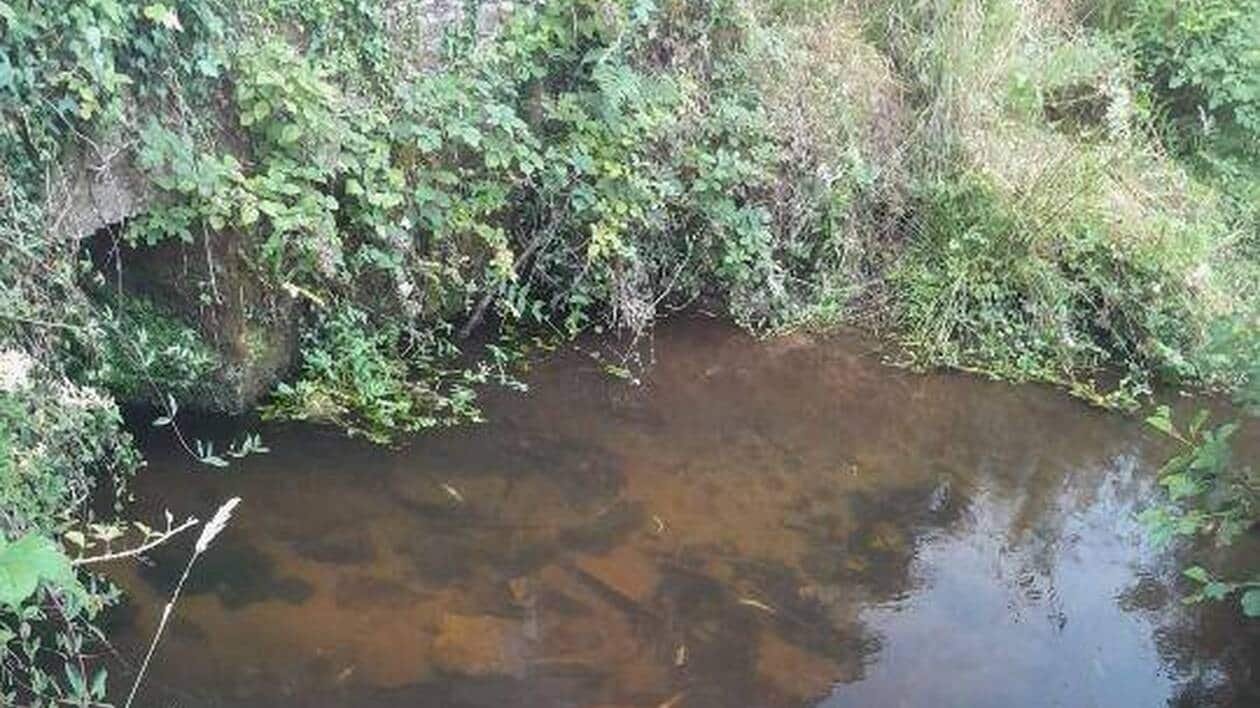 Pollution de 6,3 km de rivière en Bretagne : deux agriculteurs condamnés, le préjudice écologique sera experti