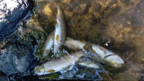 Pollution du ruisseau de Saint-Jean : « Tout est mort dans la zone ! »