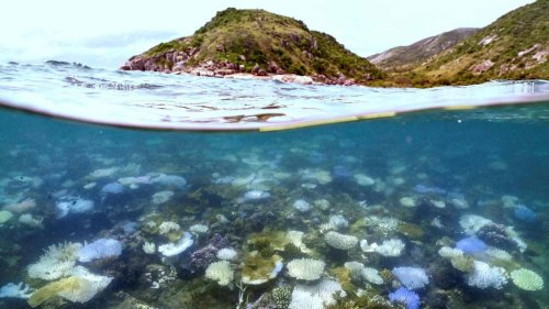 EN IMAGES. En Australie, la Grande Barrière de corail frappée par son pire épisode de blanchissement